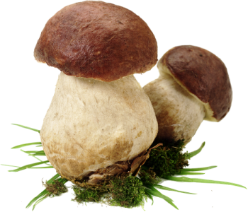 funghi secchi porcini